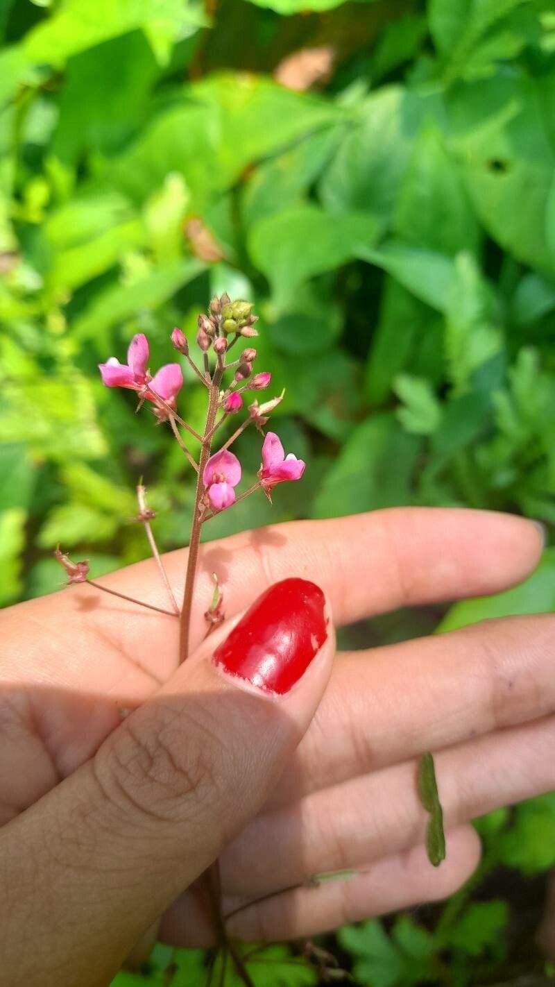 Desmodium axillare