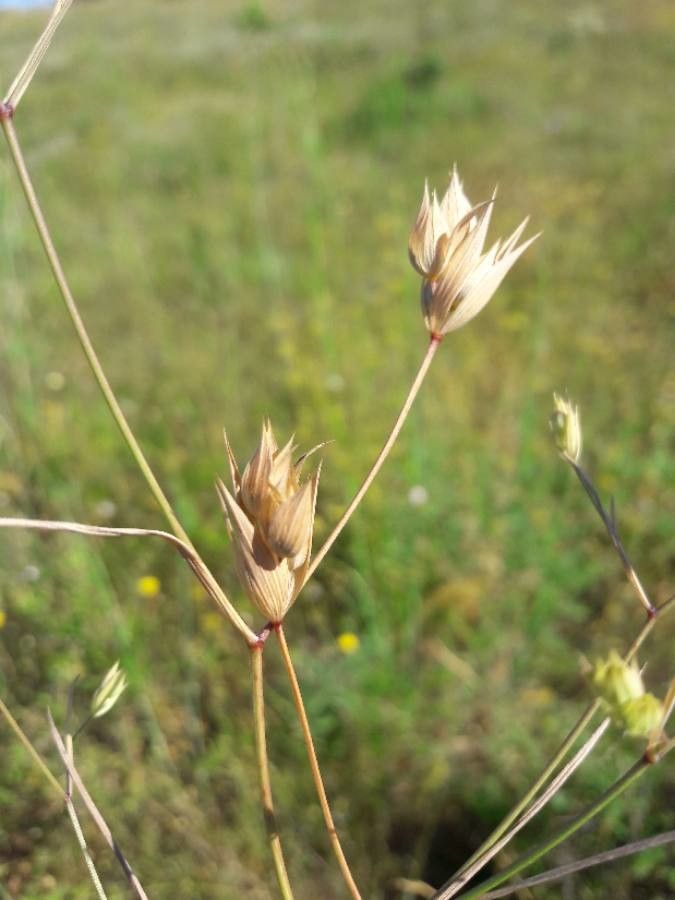 Bupleurum baldense fruit