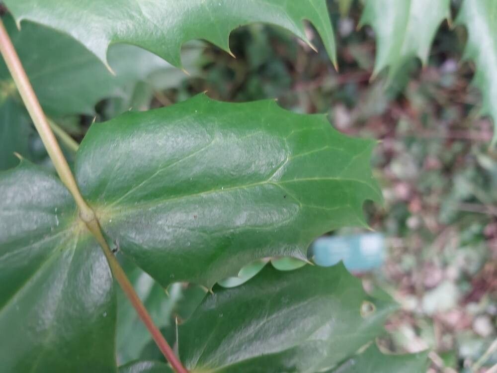 Berberis × media leaf