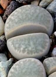 Lithops herrei — search result for 'Lithops'