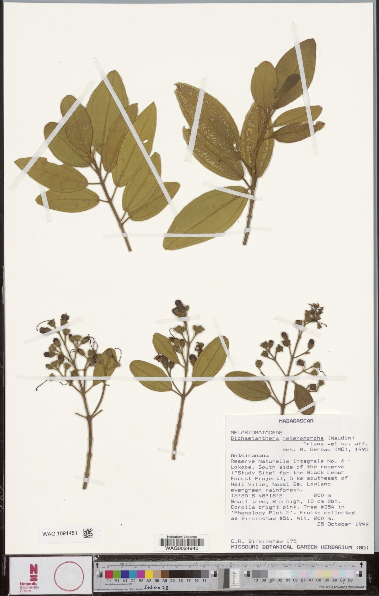 Dichaetanthera heteromorpha — houseplant care guide