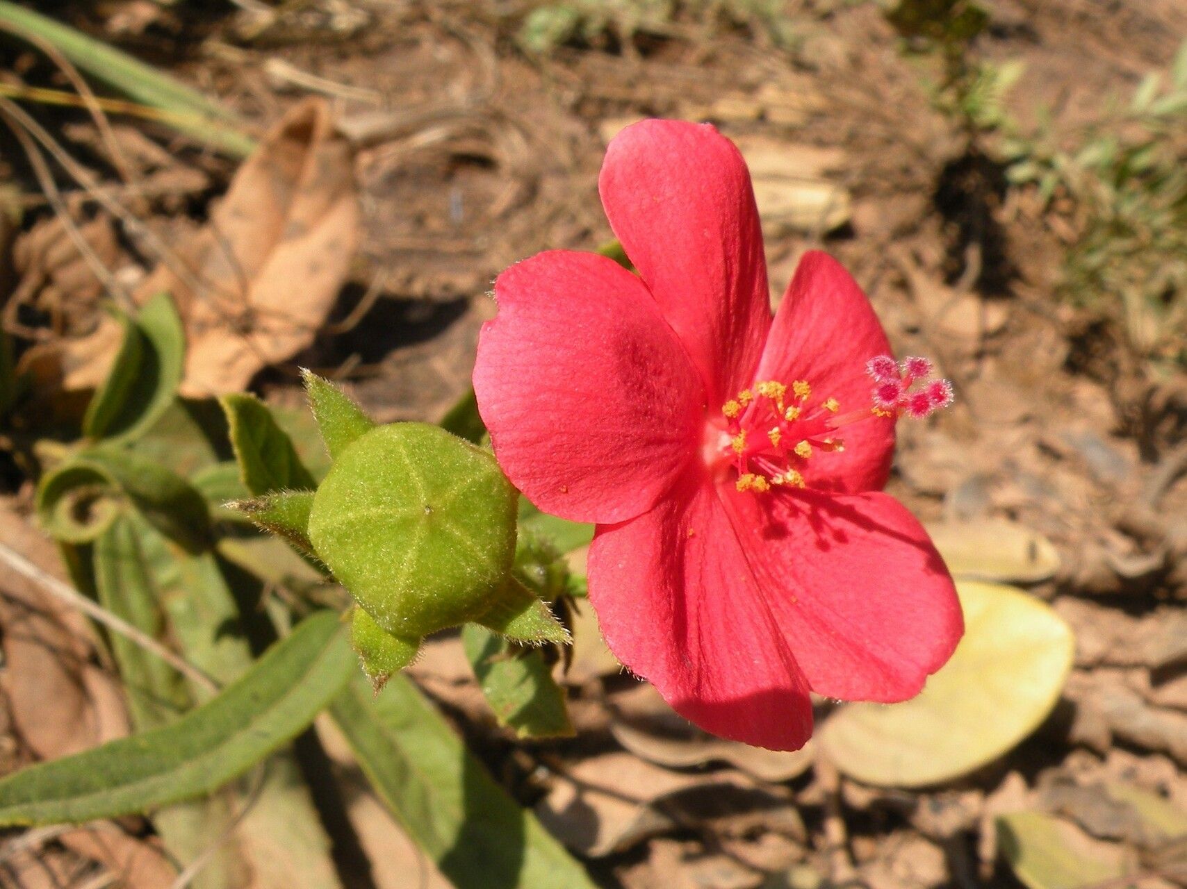 Hibiscus rhodanthus — search result for 'Hibiscus'