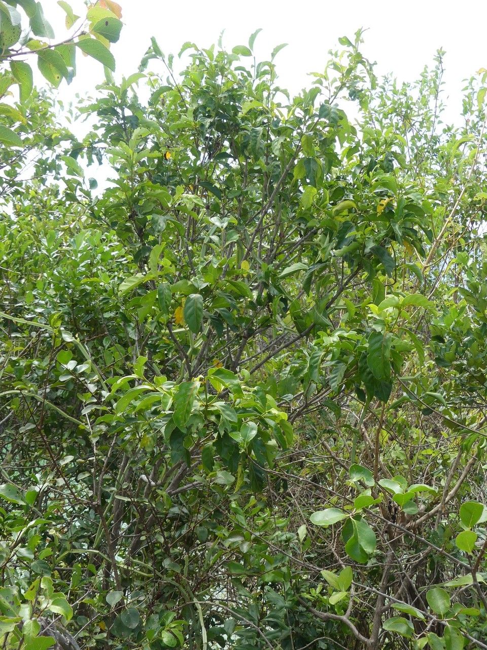 Pyrostria bibracteata habit