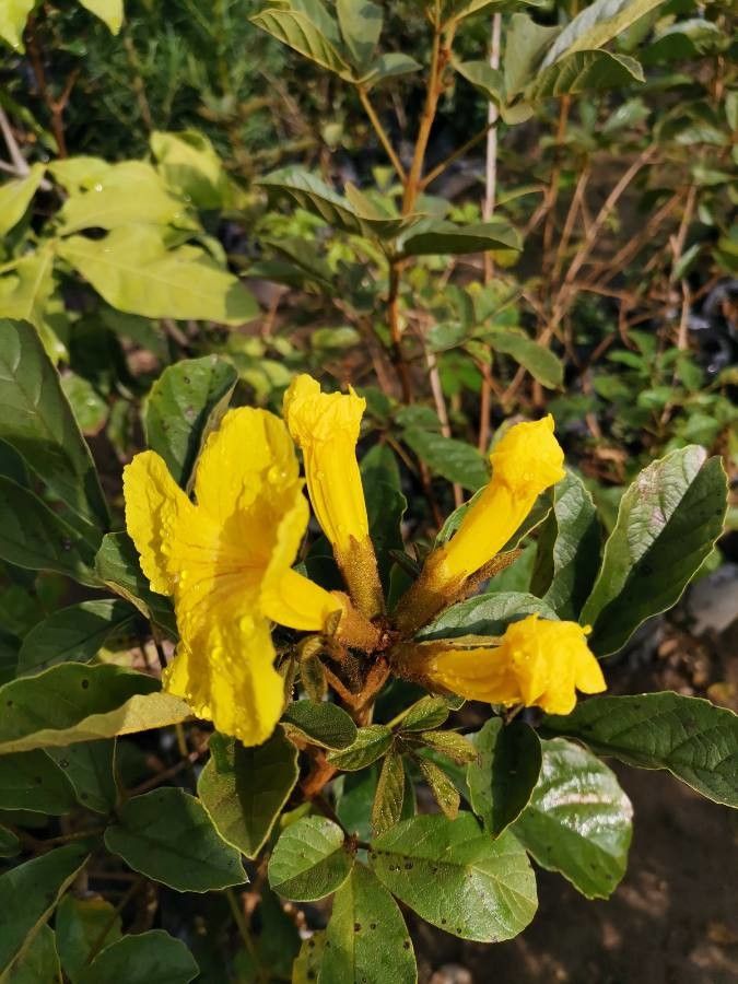 Tabebuia ochracea flower