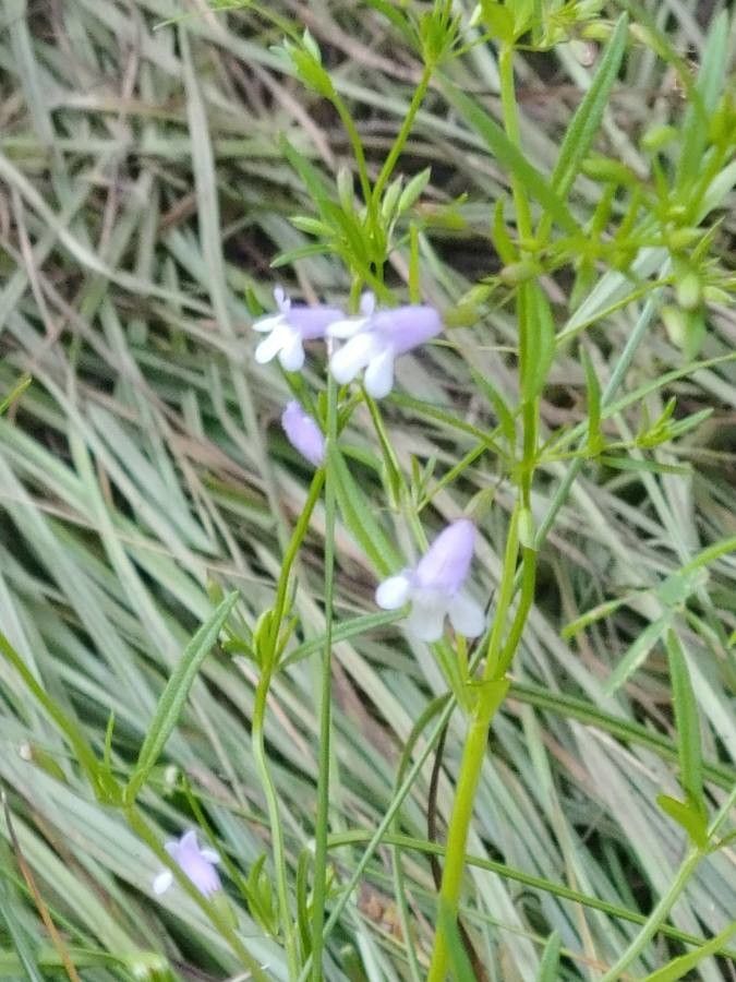 Clinopodium glabellum flower