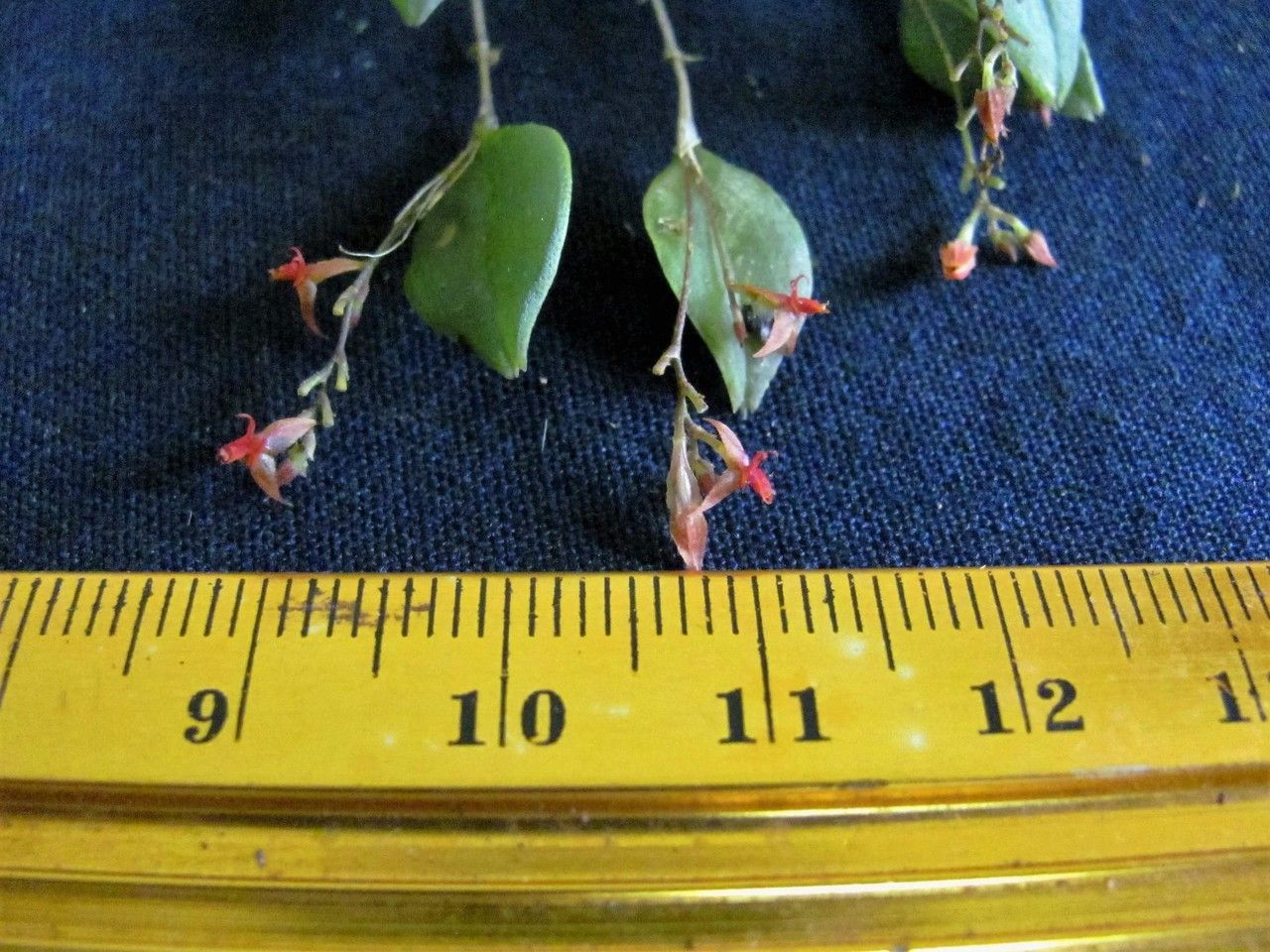 Lepanthes valerioi — houseplant care guide