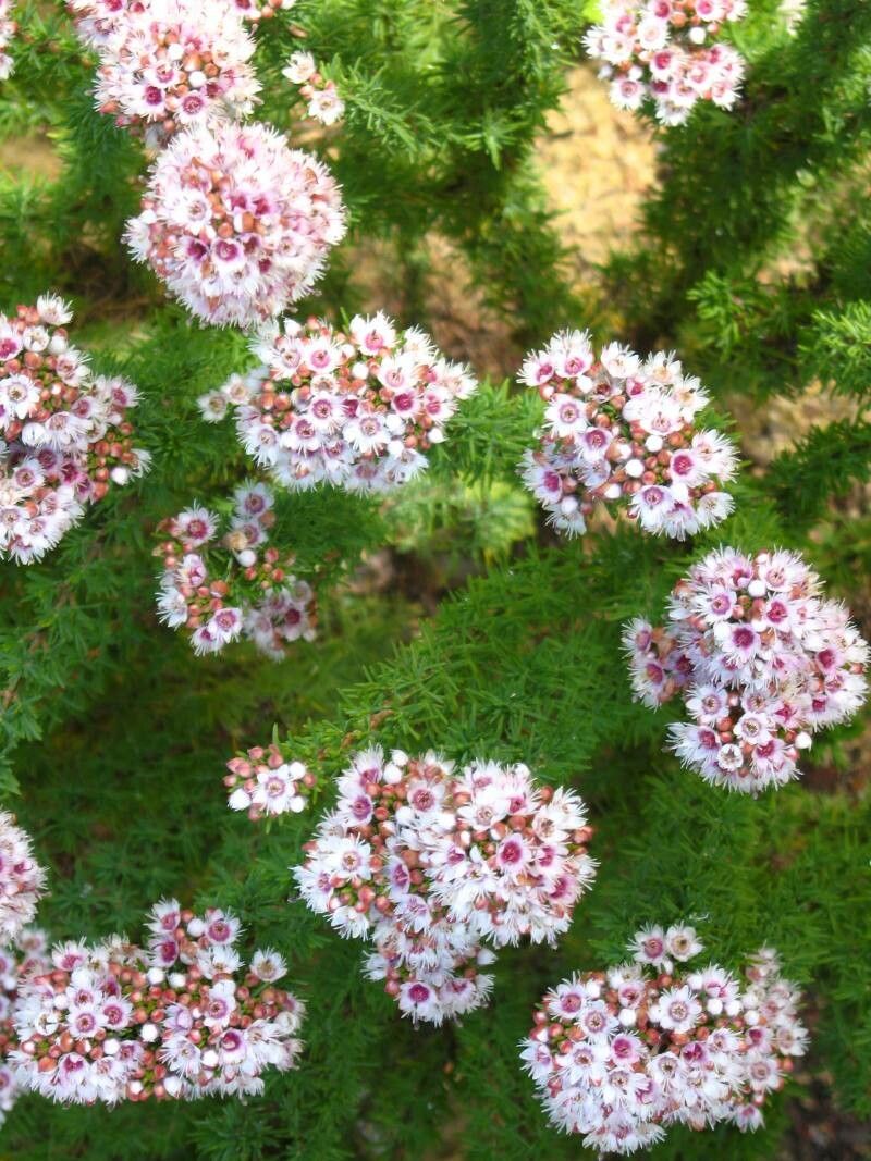 Verticordia plumosa flower