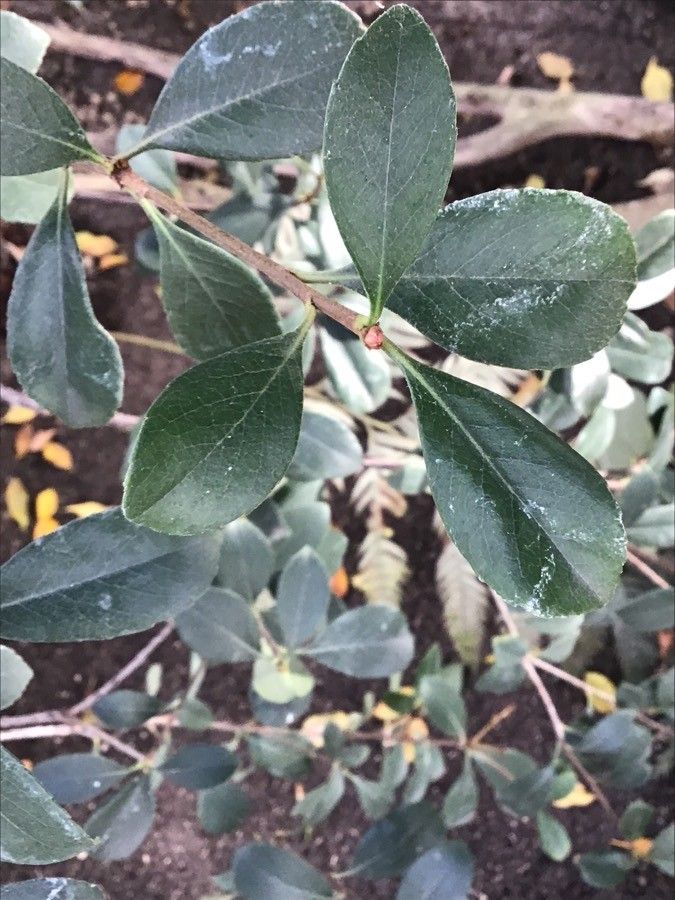 Rhaphiolepis × delacourii — houseplant care guide