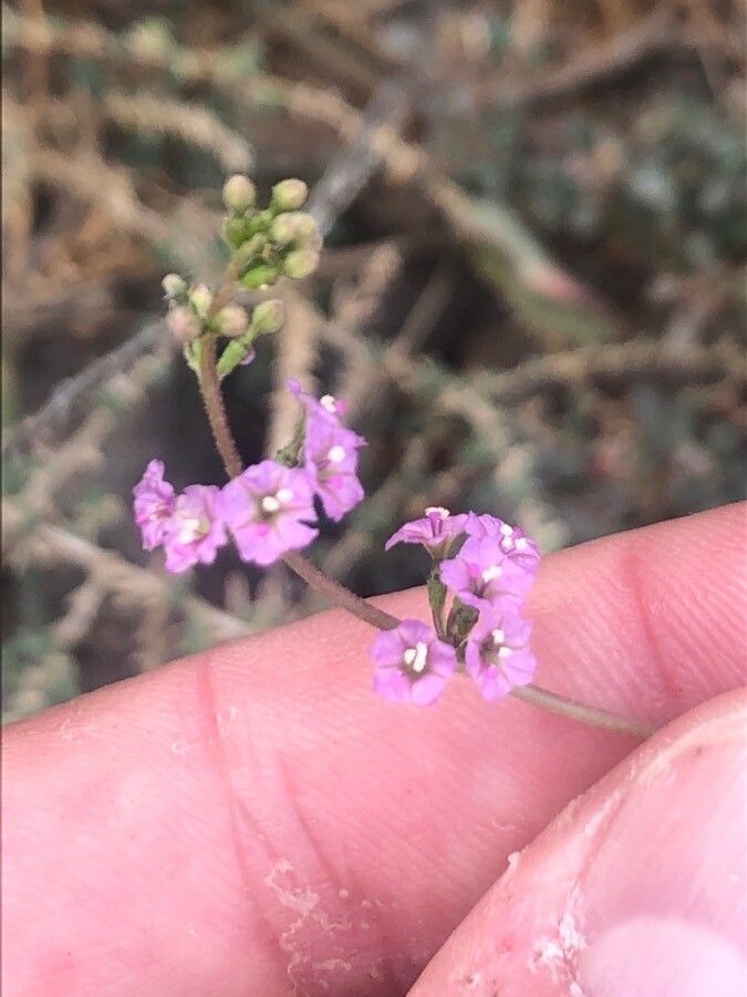 Boerhavia diffusa flower