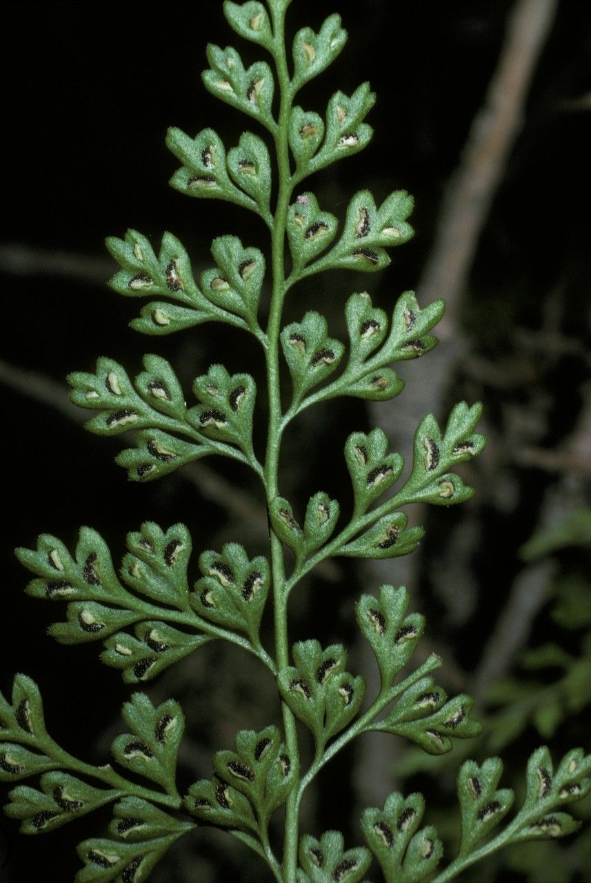 Asplenium dareoides leaf