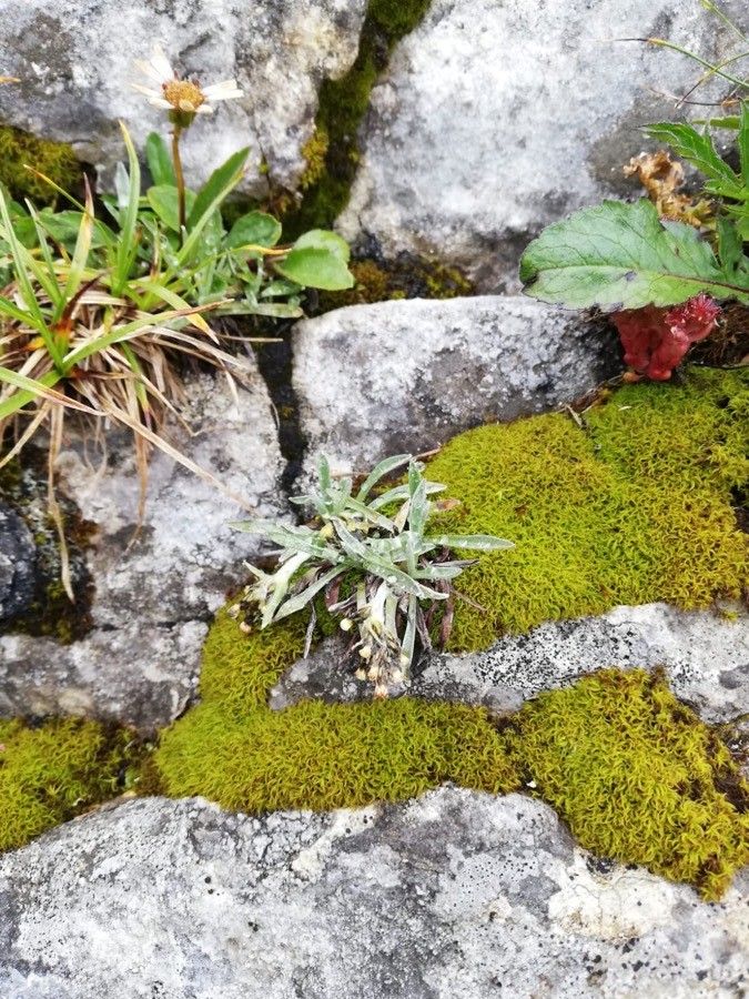 Gnaphalium hoppeanum — houseplant care guide