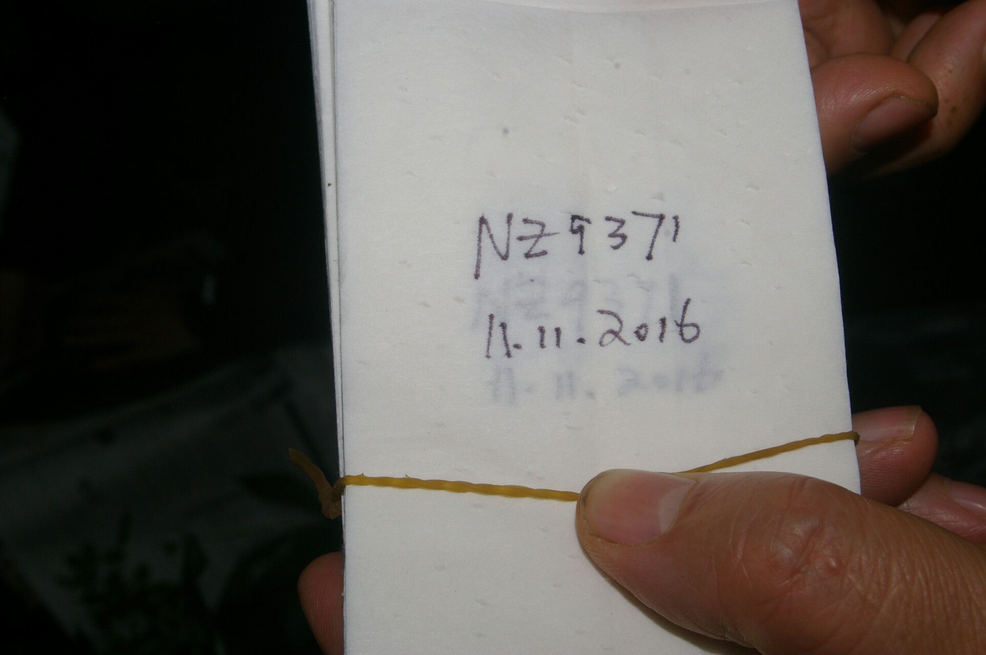 Chamaedorea pumila other