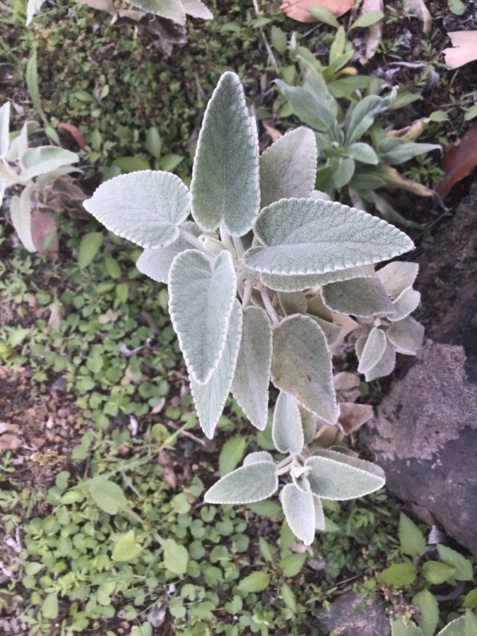 Sideritis ferrensis — houseplant care guide