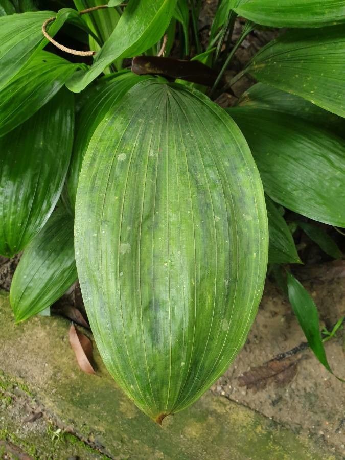 Peliosanthes teta — houseplant care guide