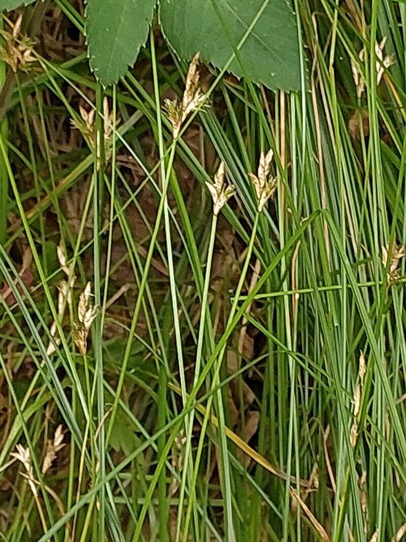Carex brizoides fruit