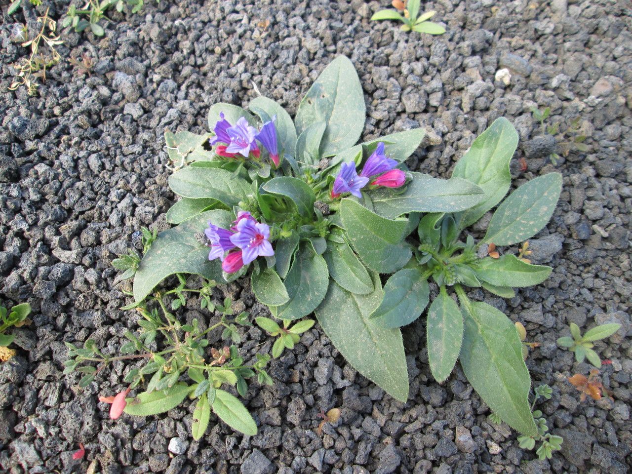 Echium lancerottense habit