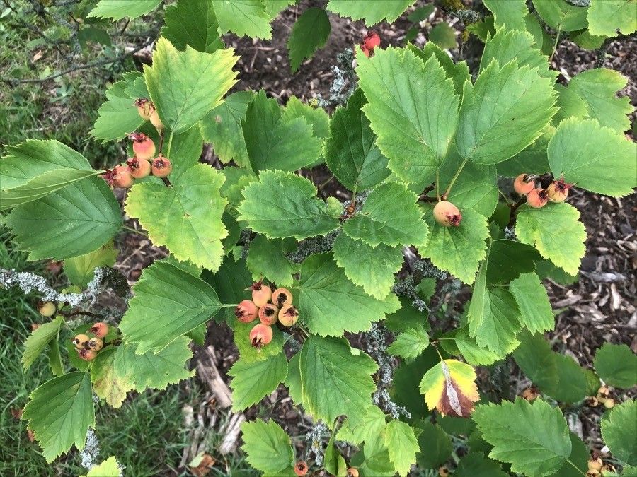 Crataegus merita — search result for 'Crataegus'