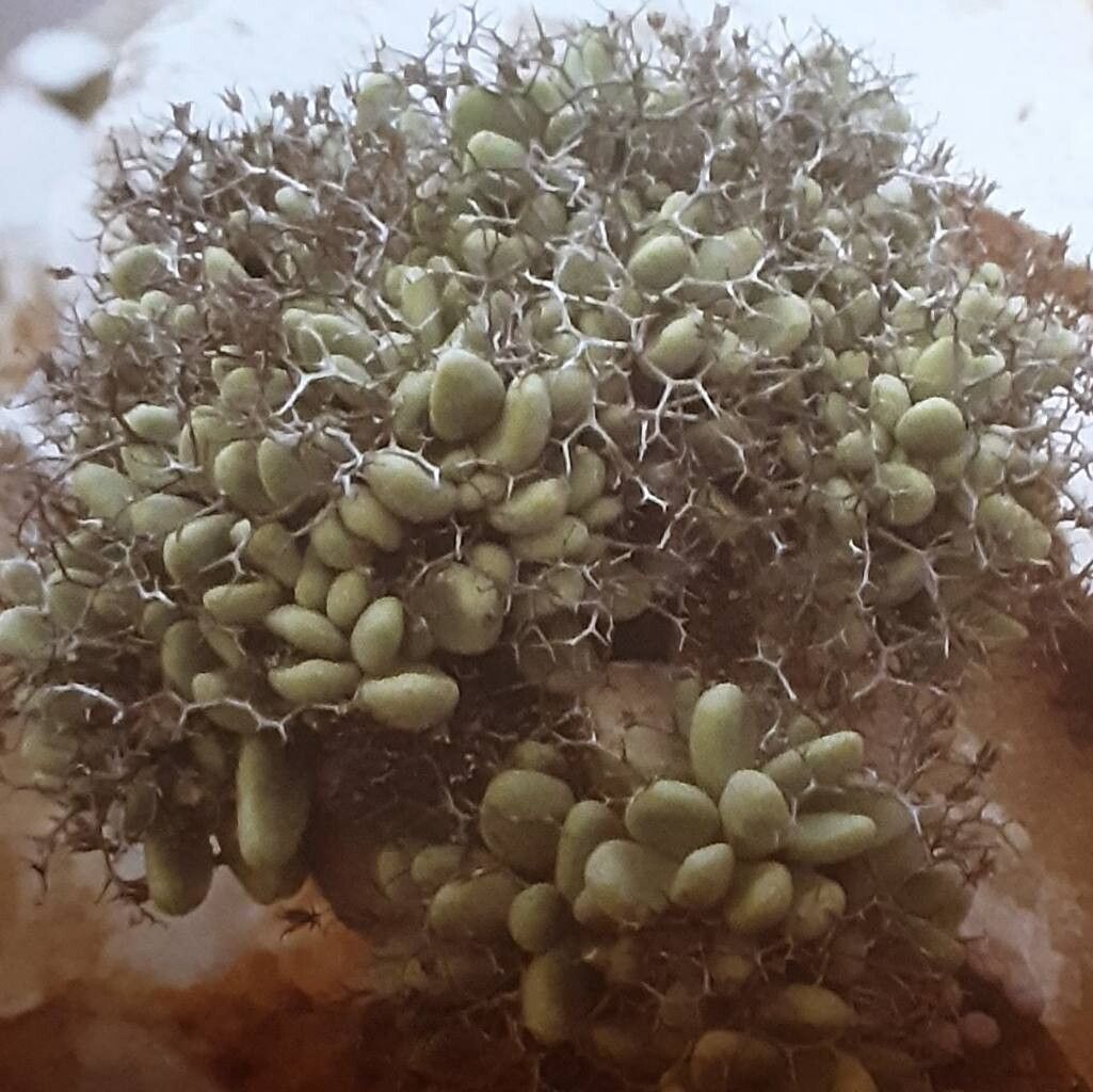 Tylecodon reticulatus habit