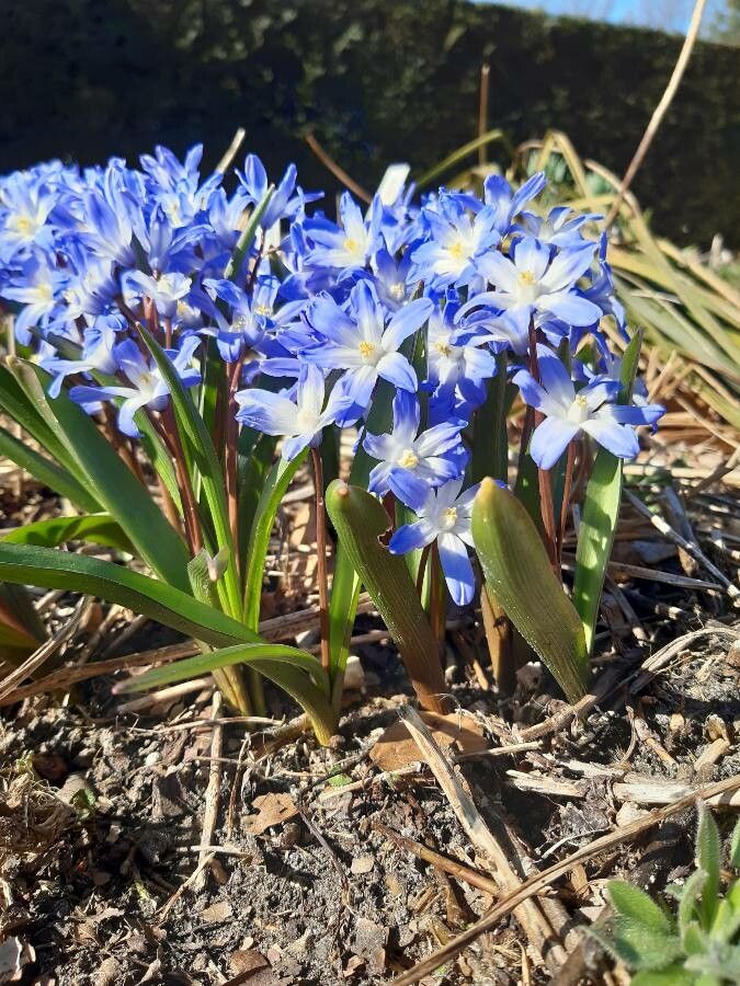 Scilla forbesii habit