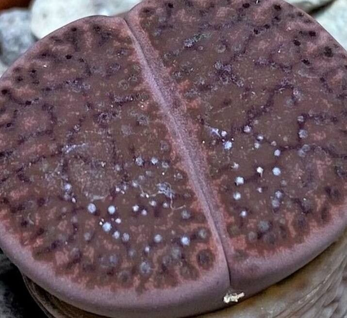 Lithops glaudinae — search result for 'Lithops'