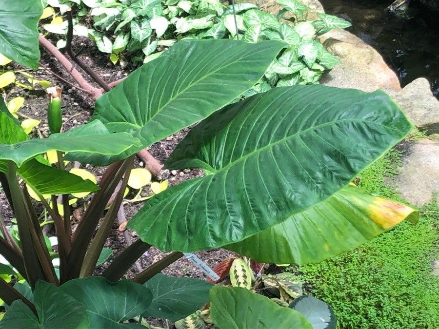Alocasia brisbanensis — search result for 'Alocasia'