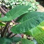 Alocasia brisbanensis