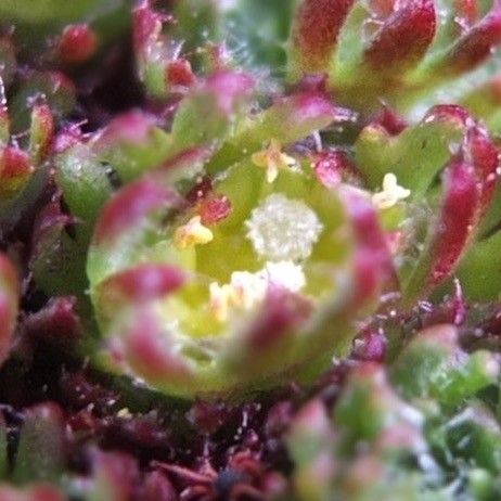 Saxifraga boussingaultii flower