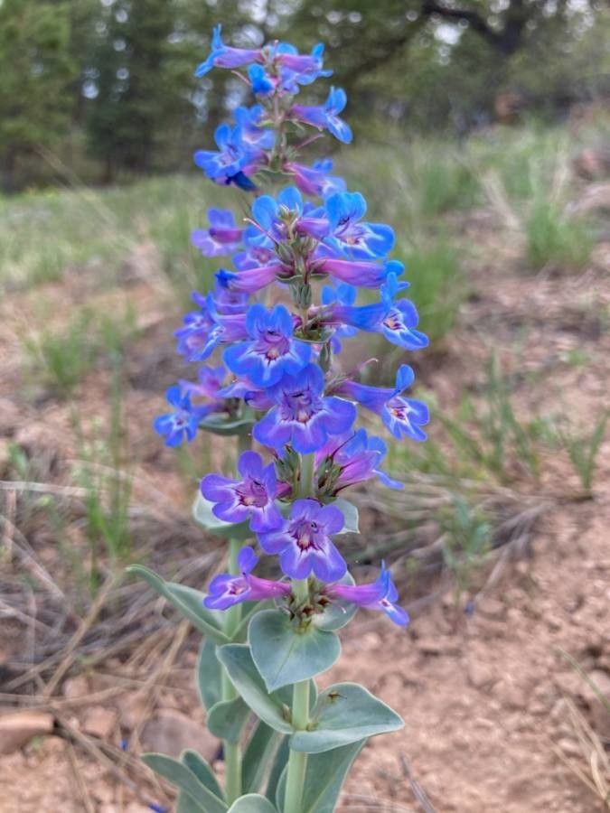 Penstemon nitidus — search result for 'Penstemon'