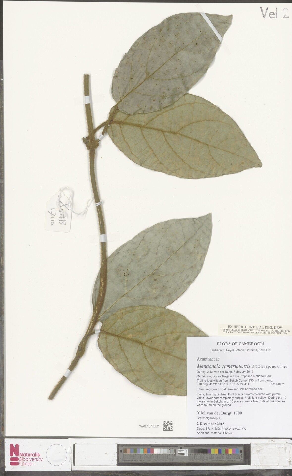 Mendoncia camerounensis — related species from the same genus