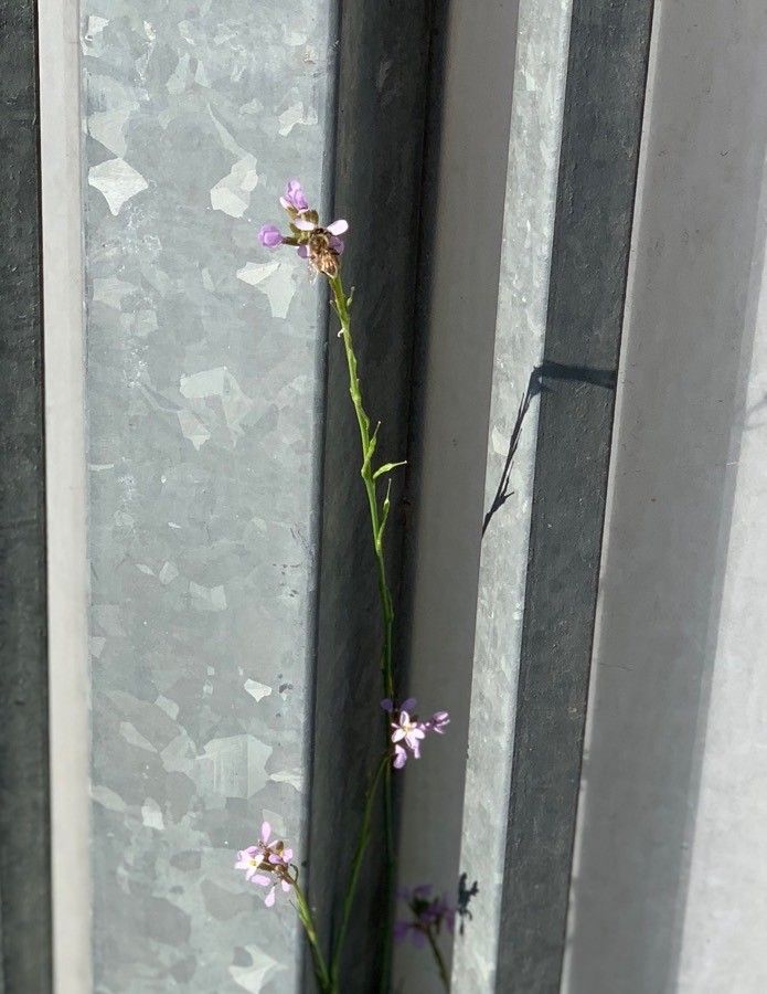 Erucaria hispanica fruit