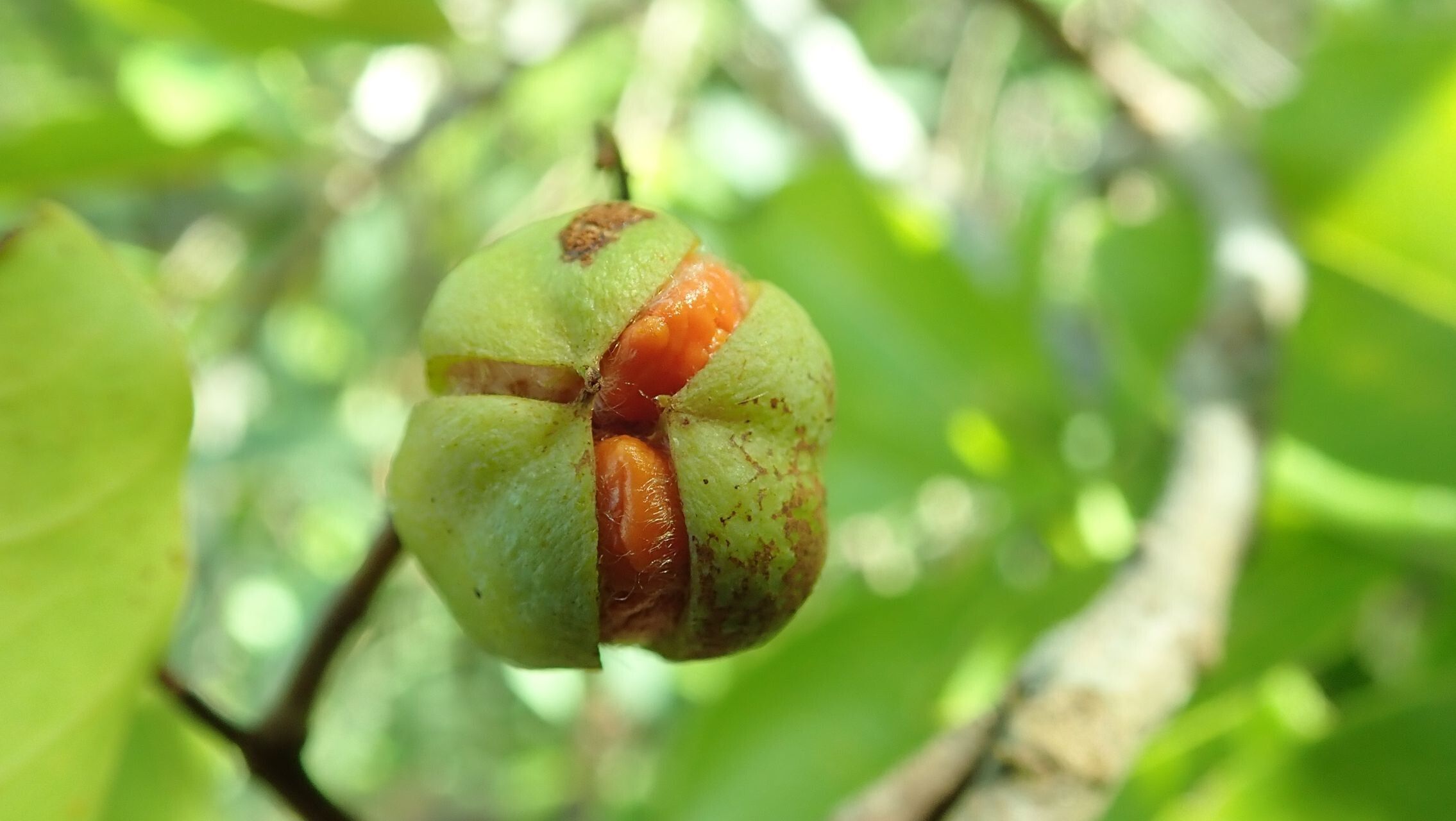 Cupaniopsis petiolulata fruit
