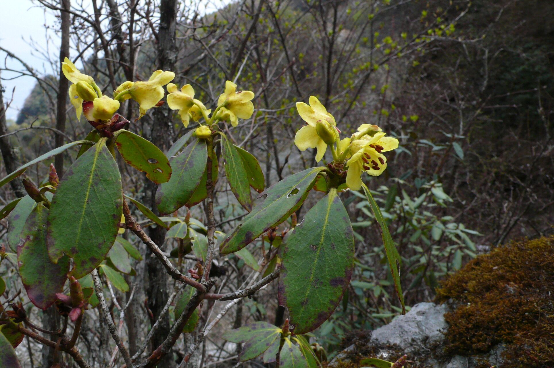 Rhododendron sulfureum habit