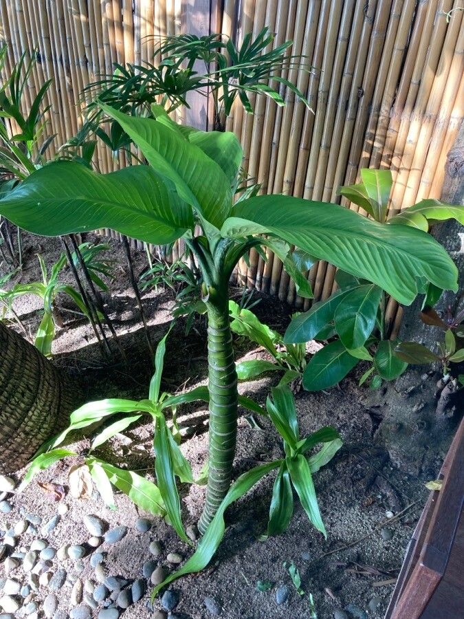 Dieffenbachia tonduzii habit