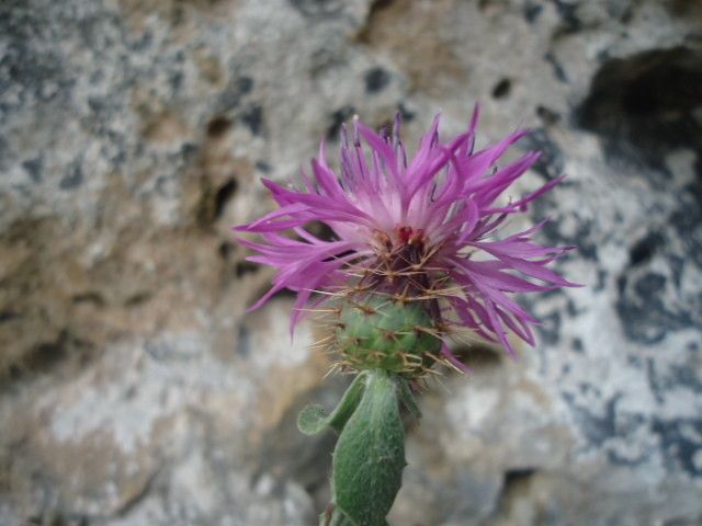 Centaurea fragilis — houseplant care guide