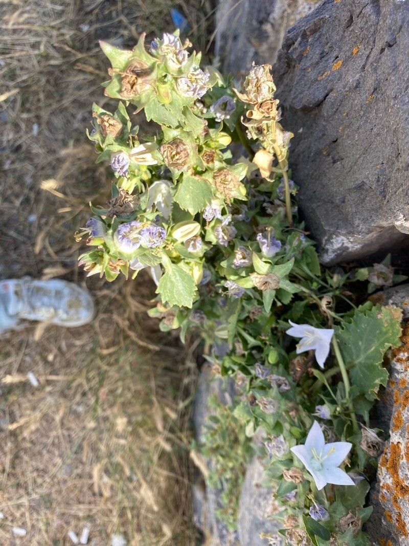 Campanula isophylla habit