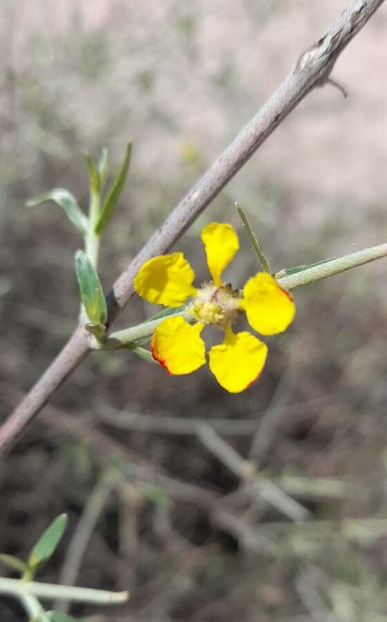Tricomaria usillo flower