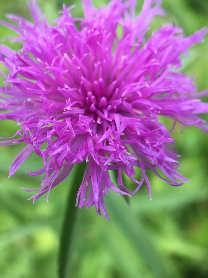 Vernonia arkansana flower