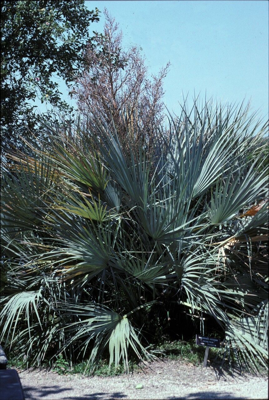 Nannorrhops ritchiana habit
