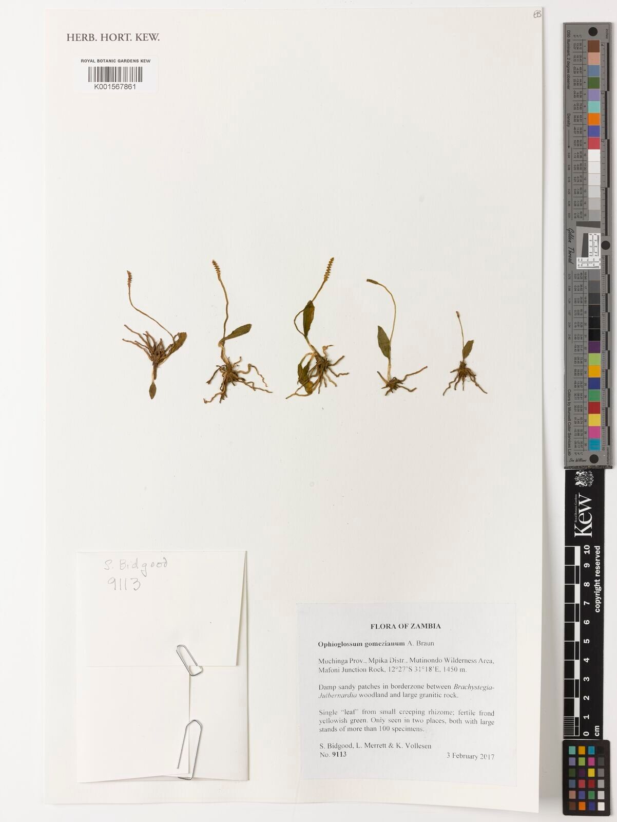 Ophioglossum gomezianum — houseplant care guide