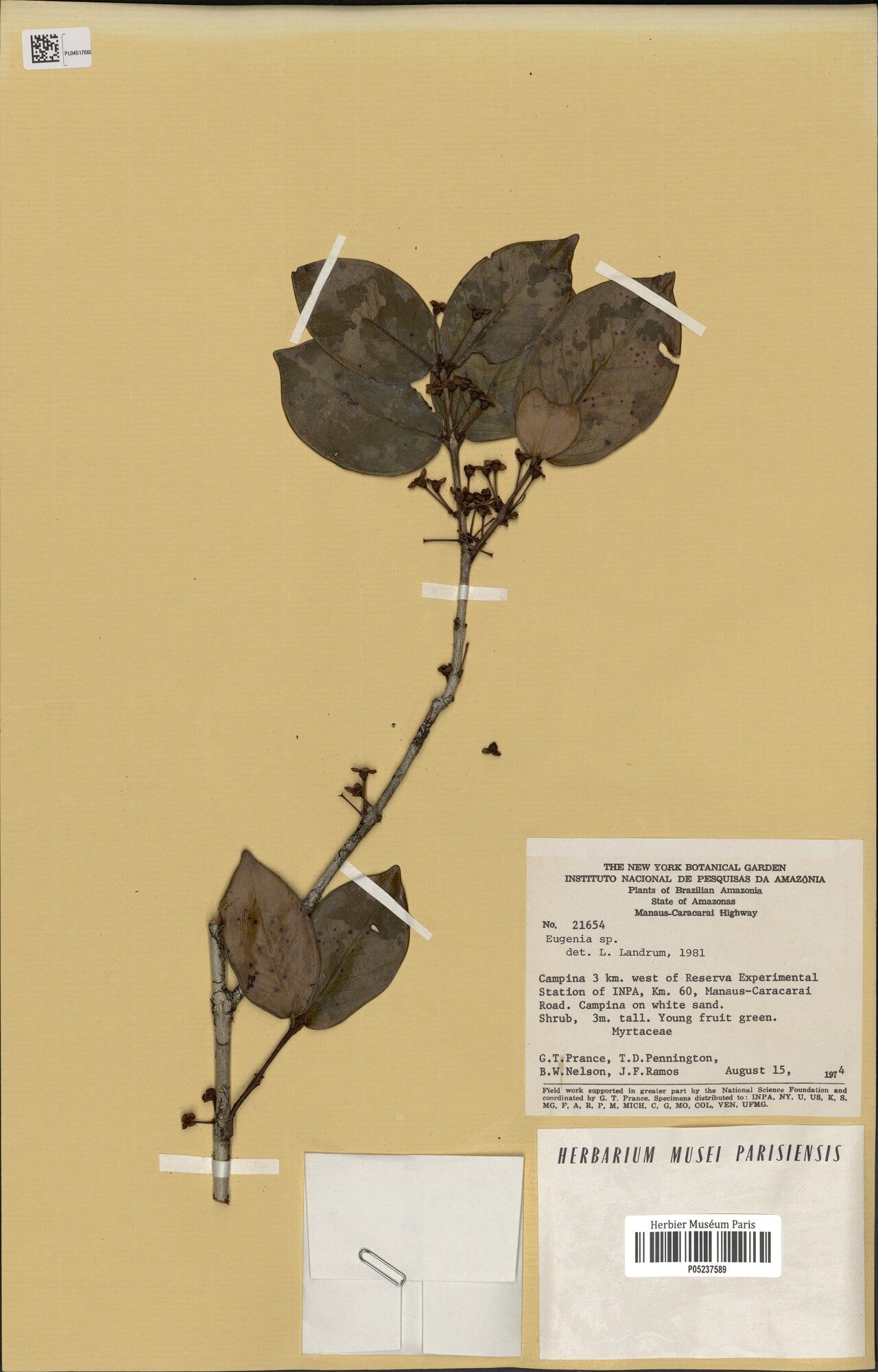 Eugenia campina — houseplant care guide