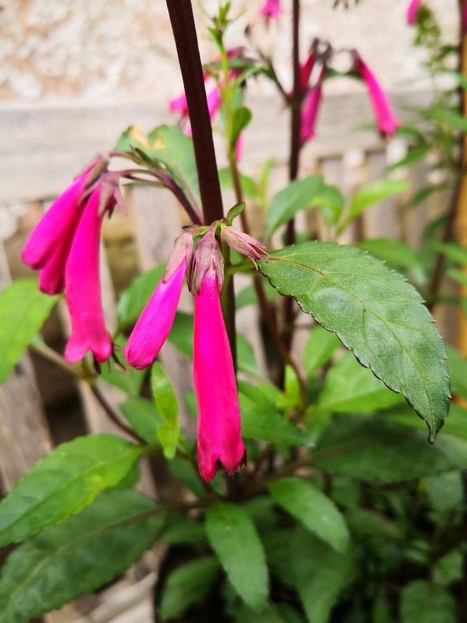 Phygelius aequalis flower