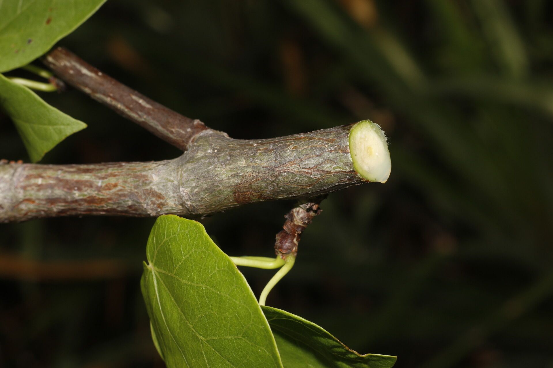 Jatropha stevensii fruit