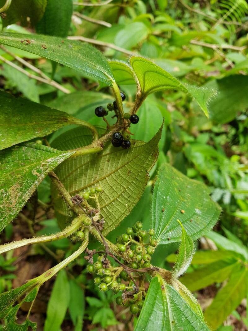 Miconia hammelii fruit
