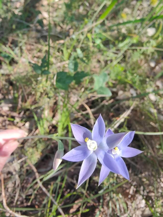 Thelymitra graminea flower