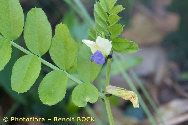 Vicia laeta other