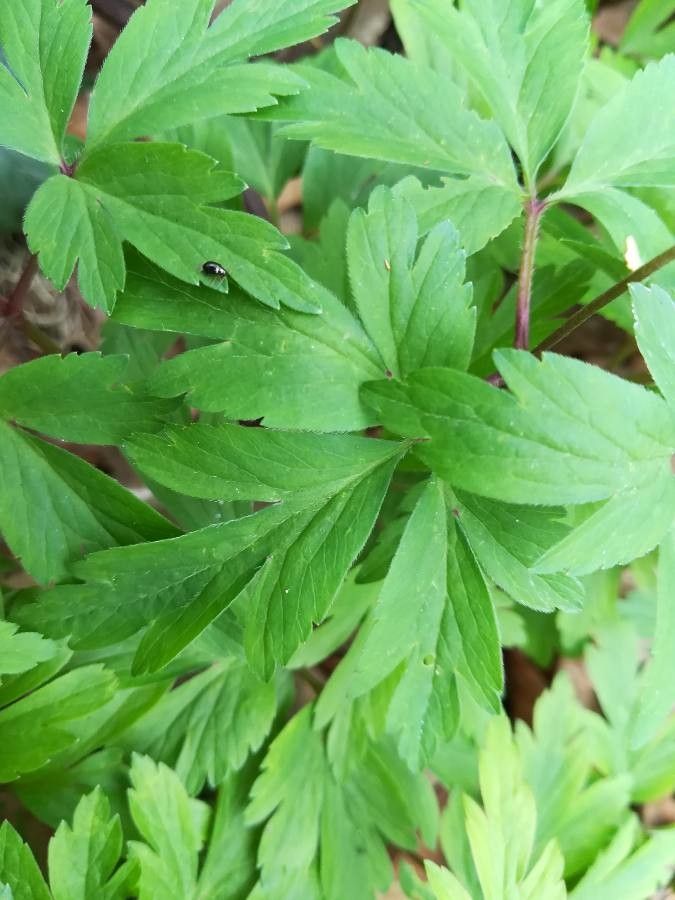 Anemone quinquefolia