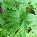 Anemone quinquefolia