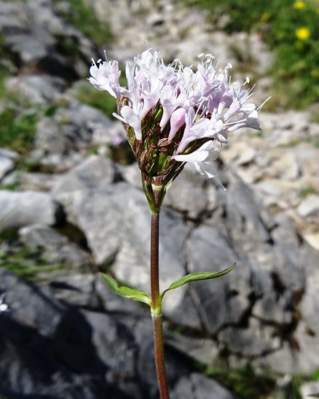 Valeriana montana flower