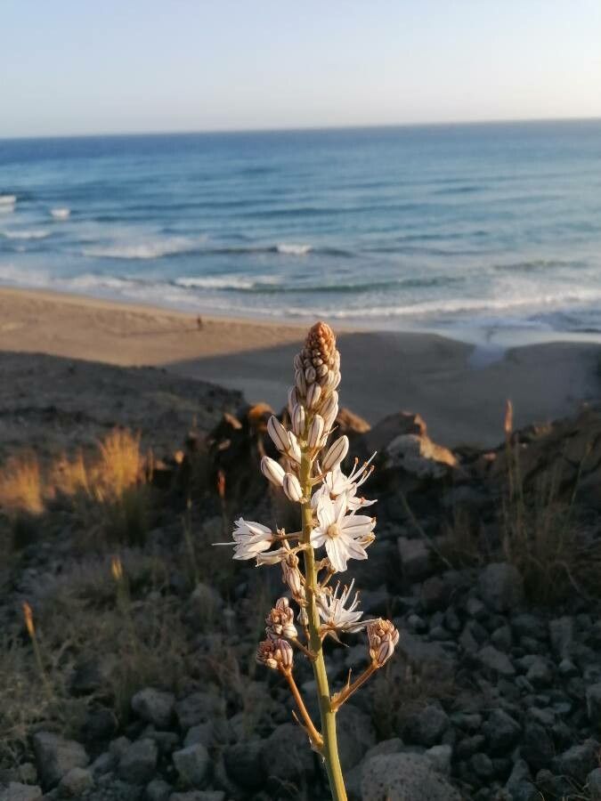 Asphodelus Cerasiferus flower
