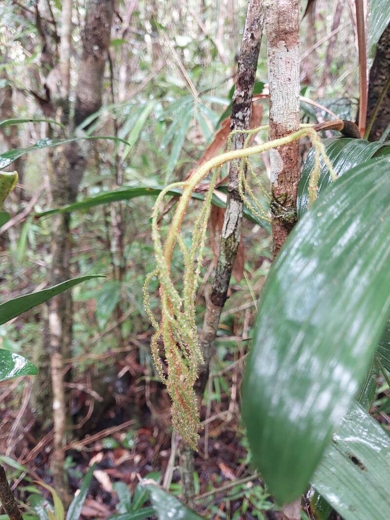 Dypsis hildebrandtii flower